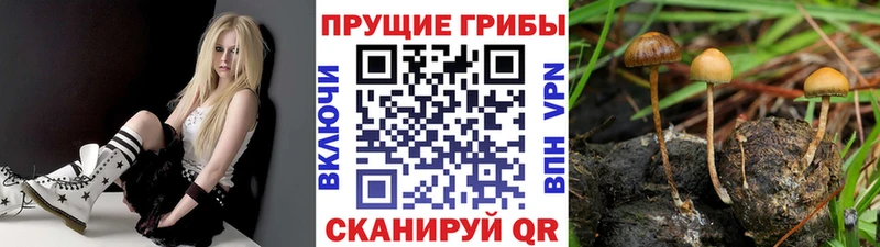 Галлюциногенные грибы GOLDEN TEACHER  даркнет сайт  кракен рабочий сайт  Гаврилов Посад 